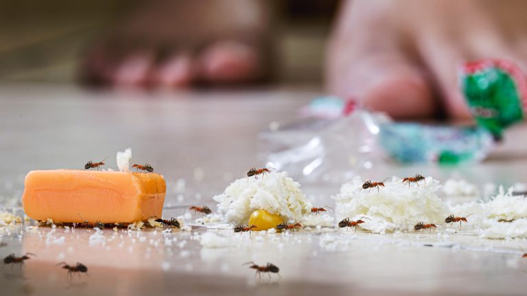 Eliminate Ants Naturally: 9 Effective Methods to Banish Them