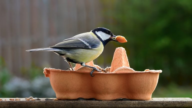 Before You Toss Old Egg Cartons, Try This Adorable Bird Feeder DIY