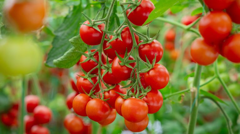 Top Tomato Variety: Resistant to Cracking and Blight