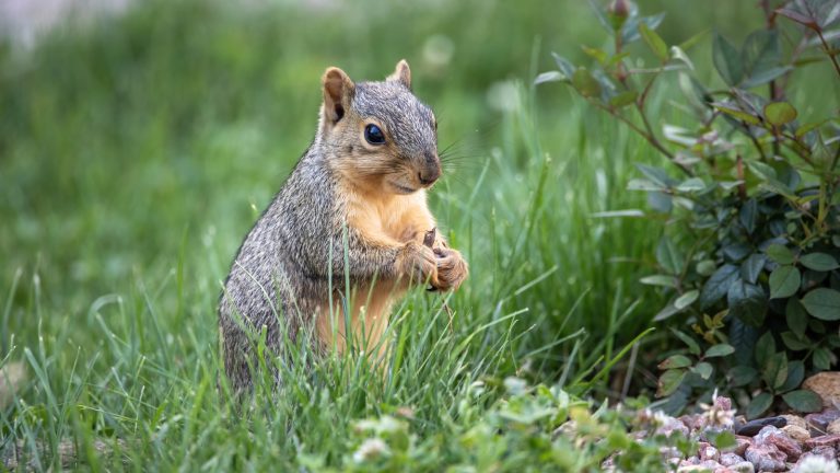 How to Use Garlic to Keep Squirrels Out of Your Garden