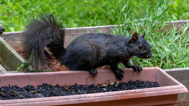 Keep Squirrels Away from Your Potted Plants with an Affordable Solution