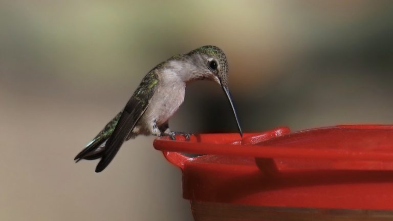 Prevent Your Hummingbird Feeder from Overheating with a Simple Trick Prevent Your Hummingbird Feeder from Overheating with a Simple Trick