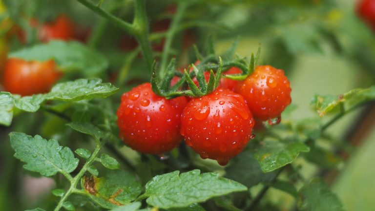 Ditch the Traditional Tomato Cage: Explore These 13 Innovative Plant Support Alternatives