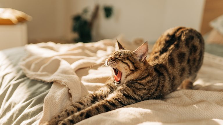 Crucial Laundry Tips for Pet Owners: What to Know Before Sharing Your Bed Crucial Laundry Tips for Pet Owners: What to Know Before Sharing Your Bed
