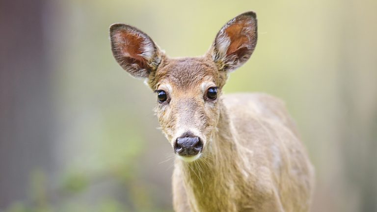 Why Do Deer Prefer Certain Hydrangeas Over Others?