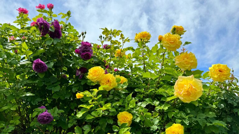 The Distinctive Rose Variety That Attracts Pollinators to Your Garden