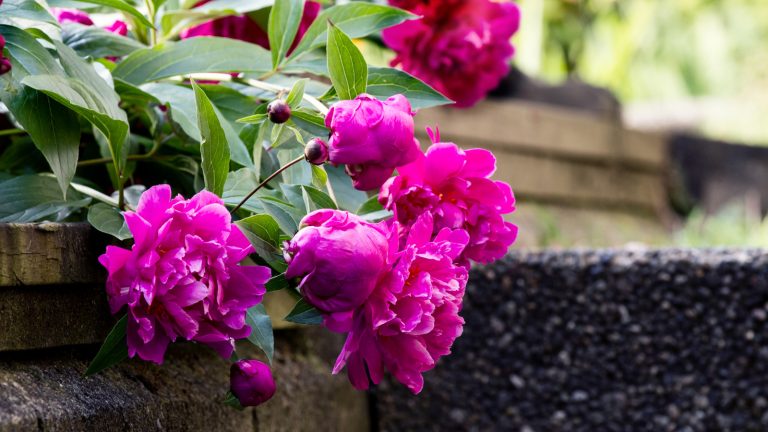 How to DIY an Affordable Custom Cage for Floppy Peonies