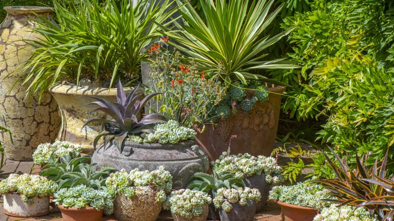 What is a Capsule Garden and How to Design It Effectively?