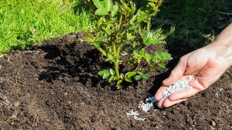 Maximize Your Garden's Growth by Fertilizing at the Optimal Time Maximize Your Garden's Growth by Fertilizing at the Optimal Time