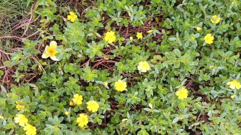 Effective Strategies for Permanently Eliminating This Common Garden Weed
