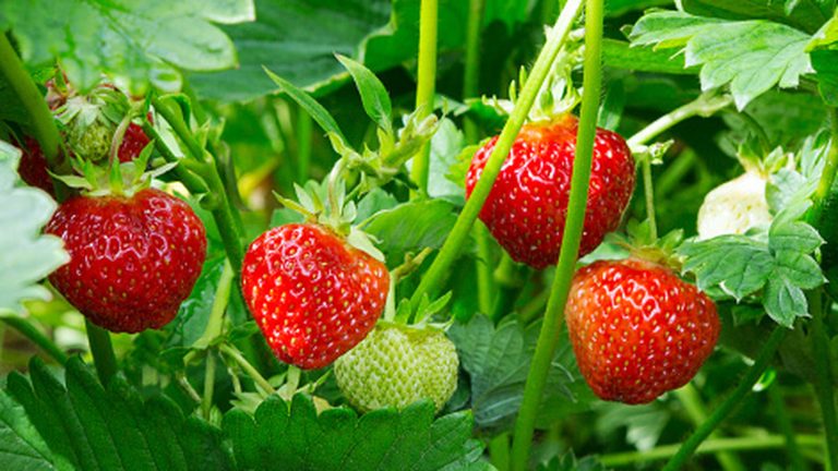 16 Herbs to Grow Alongside Your Potted Strawberries
