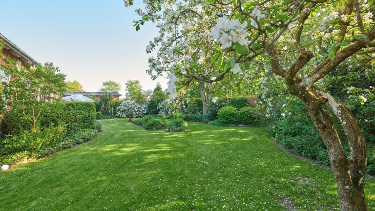 The Landscaping Error in Hot Climates That's Harming Your Plants' Health