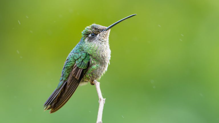 The One-of-a-Kind Pink Flower That Will Attract Hummingbirds to Your Garden