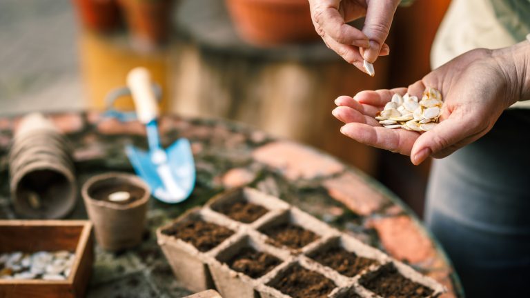 Effortless Seed Trick That Truly Delivers Results
