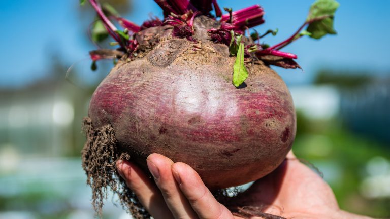 12 Rapid-Growing Plants to Cultivate Alongside Beets for a Quick and Delicious Harvest