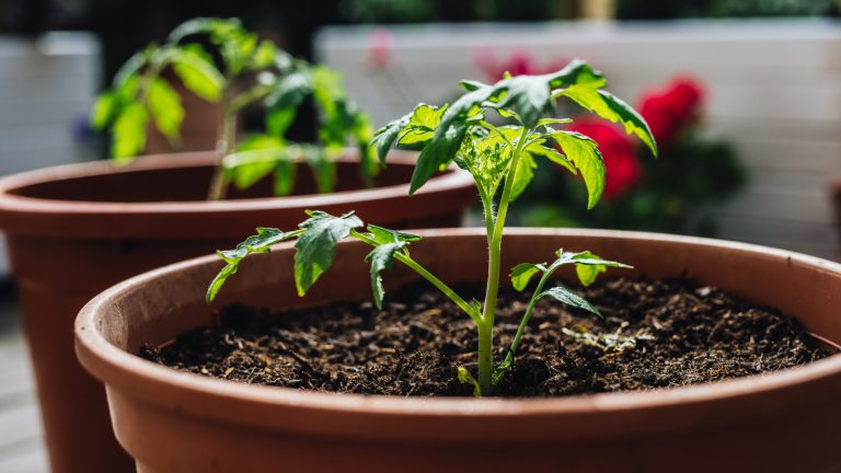 The Rapidly Expanding Ally That Enhances Tomato Growth and Suppresses Weeds