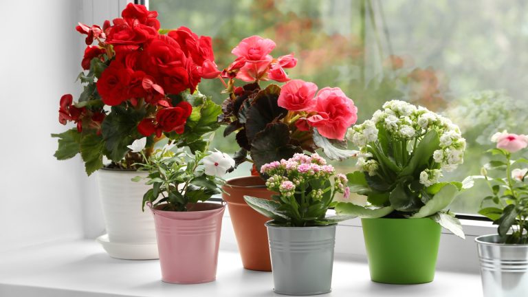 Is It Possible and Advisable to Grow Outdoor Perennials Indoors?