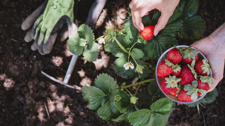 Is Tomato Fertilizer Suitable for Strawberries?