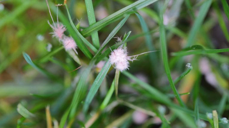 Understanding the Causes of Red Thread in Your Lawn and How to Address It