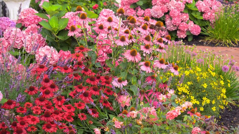 16 Vibrant Coneflowers to Entice Pollinators and Birds, Recommended by Our Expert Gardener