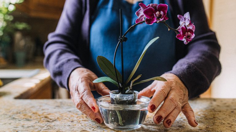 Rewrite this title: "The Mess-Free Technique for Cultivating Stunning Indoor Orchids Without Soil"<br />