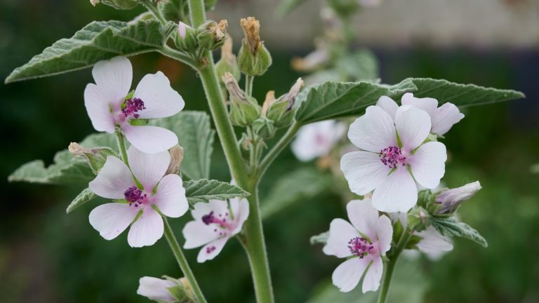 The Medicinal Herb You're Probably Not Growing (But Should Be)