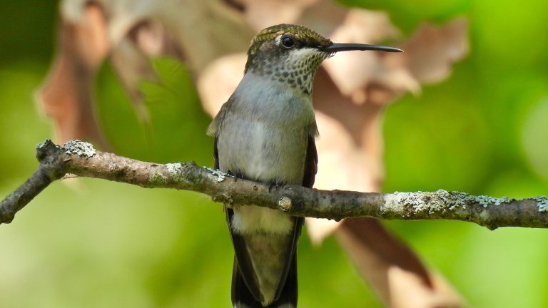 A Top Flower Choice for Attracting Hummingbirds to Your Garden