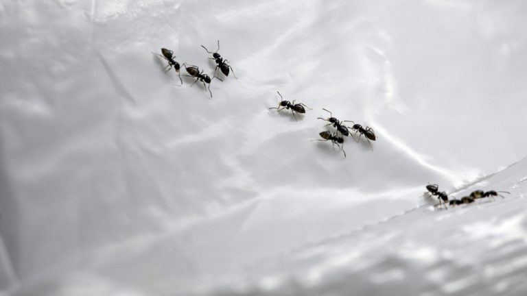 How Effective is Cornstarch in Repelling Ants?