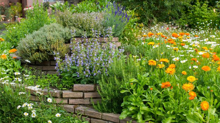 19 Drought-Resistant Herbs to Cultivate for a Flourishing Garden