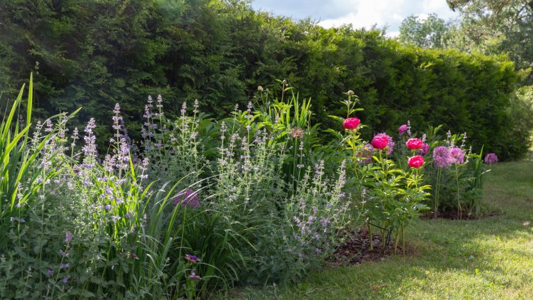 Can Catnip Repel Beetles? Essential Insights Before Planting
