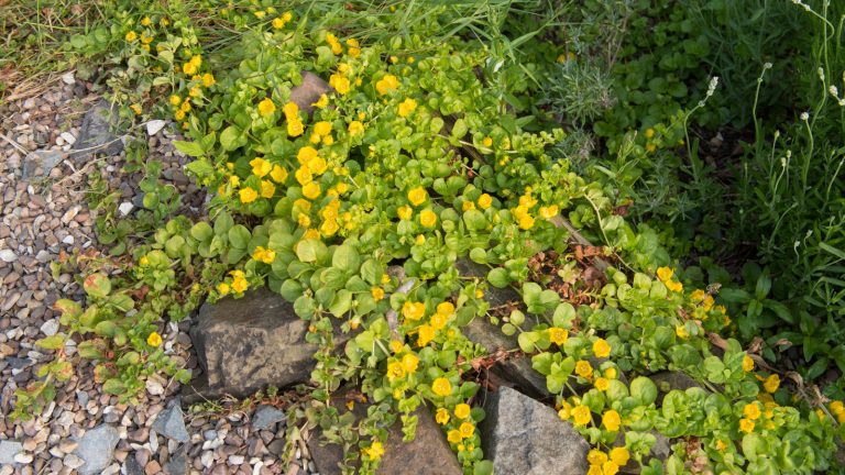 14 Companion Plants for Creeping Jenny: Enhance Your Garden's Ground Cover 14 Companion Plants for Creeping Jenny: Enhance Your Garden's Ground Cover