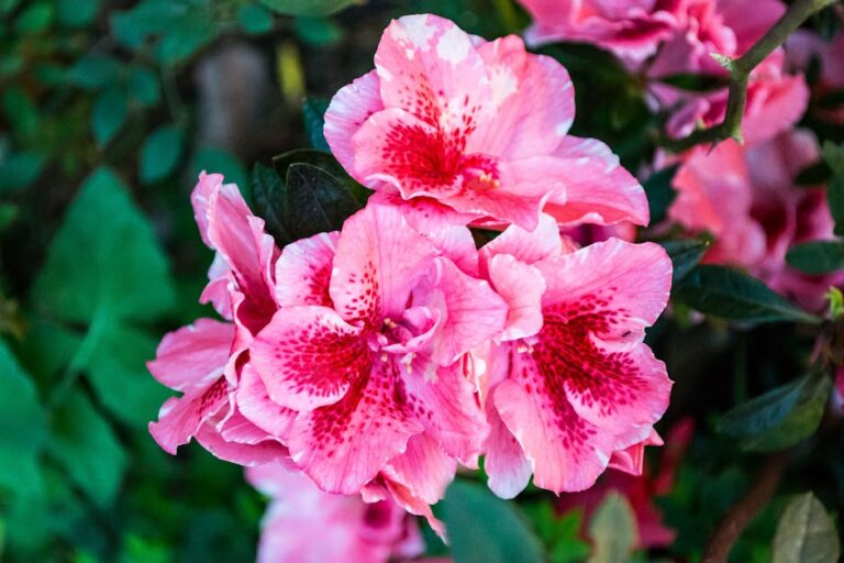The Practical Benefits of Pairing Azaleas and Hydrangeas in Your Garde The Practical Benefits of Pairing Azaleas and Hydrangeas in Your Garde
