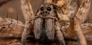 Spider Look-Alikes in Homes