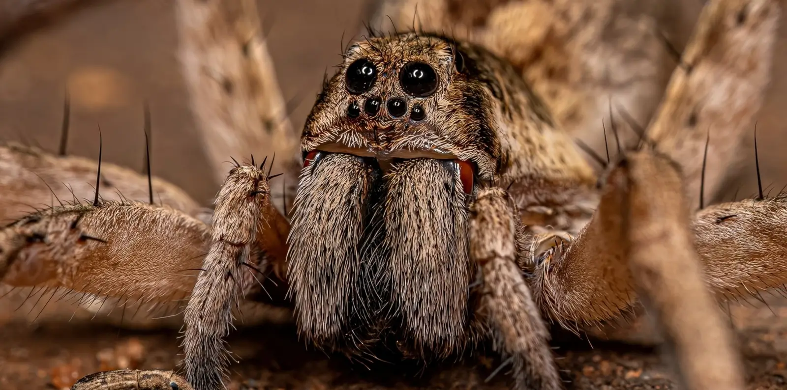 Spider Look-Alikes in Homes