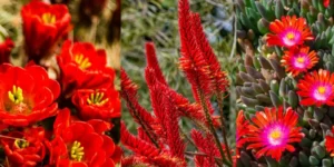 Succulents That Flourish and Bloom Red