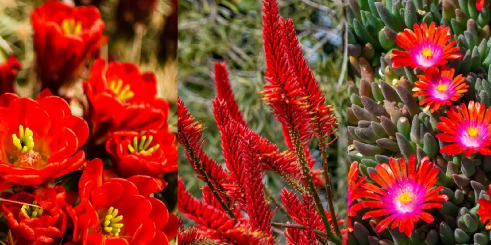 Succulents That Flourish and Bloom Red