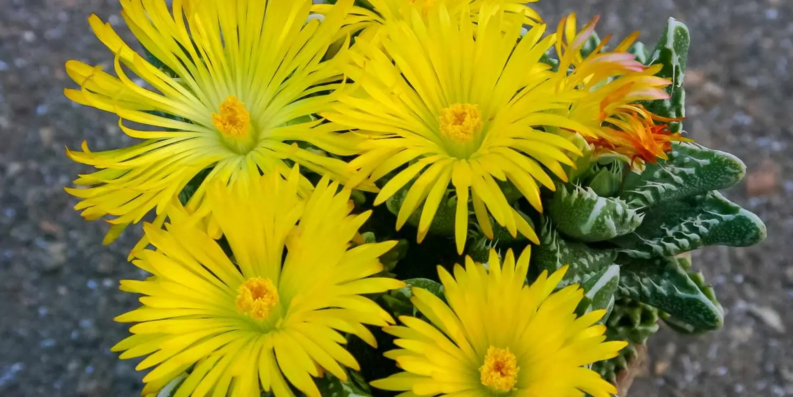 Succulents with Yellow Flowers