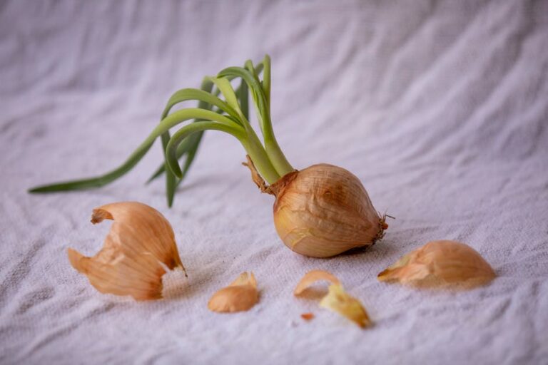Growing Onions from Sprouted Bulbs: Practical Insights from Experience