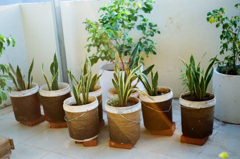 Common Challenges with Snake Plants in Home Environments