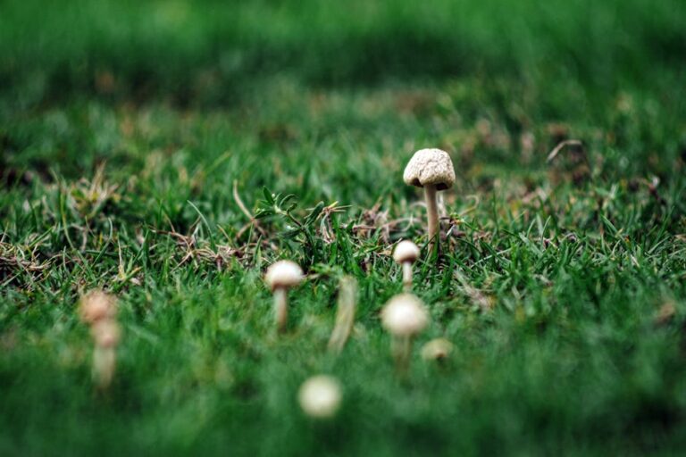 The Realities of Using Hydrogen Peroxide for Grass Fungus Control