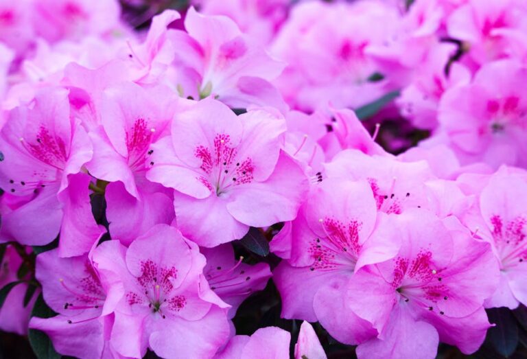 Timing Matters: The Impact of Winter Pruning on Azaleas