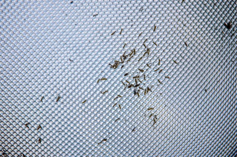 Observations on Bed Bug Management Solutions in Real Homes